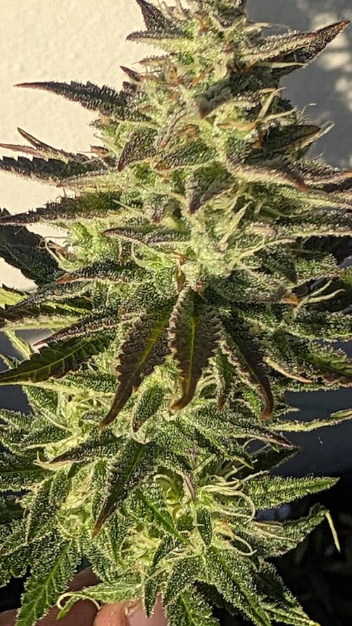 Guava RF3 auto. Week 9 - Guava RF3 auto