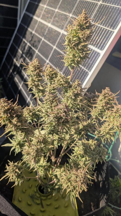 Guava RF3 auto. Week 9 - Guava RF3 auto