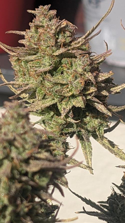 Guava RF3 auto. Week 9 - Guava RF3 auto