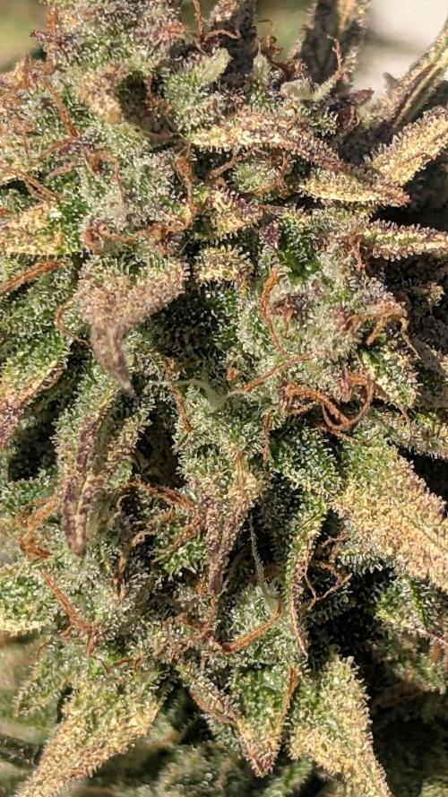 Guava RF3 auto. Week 9 - Guava RF3 auto