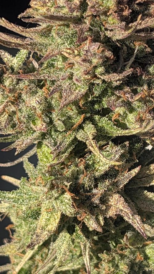 Guava RF3 auto. Week 9 - Guava RF3 auto