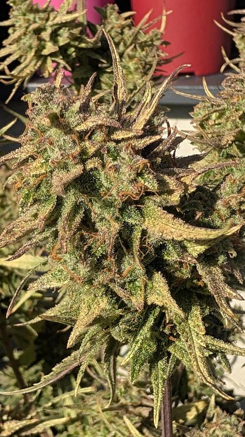 Guava RF3 auto. Week 9 - Guava RF3 auto