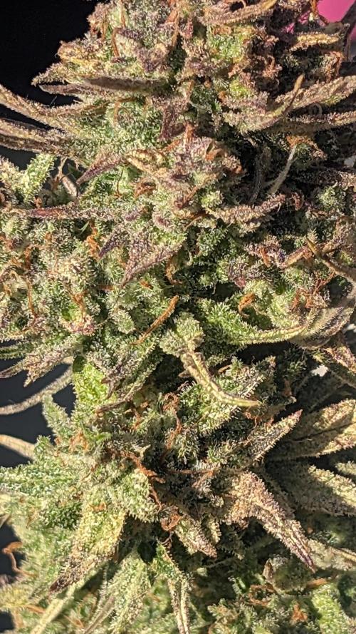 Guava RF3 auto. Week 9 - Guava RF3 auto