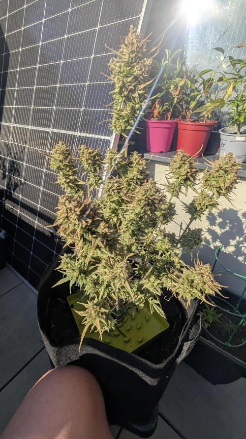 Guava RF3 auto. Week 9 - Guava RF3 auto