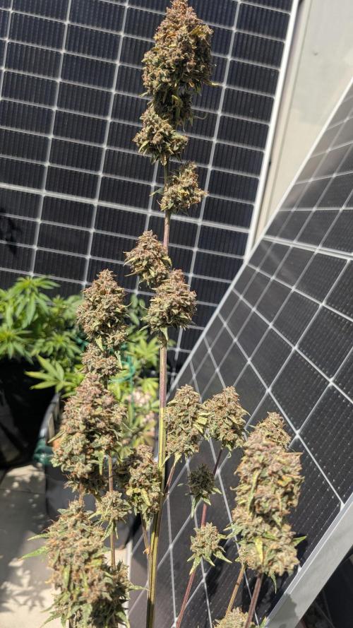 Guava RF3 auto. Week 9 - Guava RF3 auto