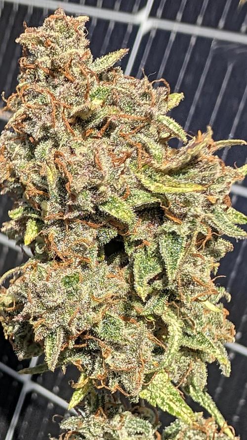 Guava RF3 auto. Week 9 - Guava RF3 auto