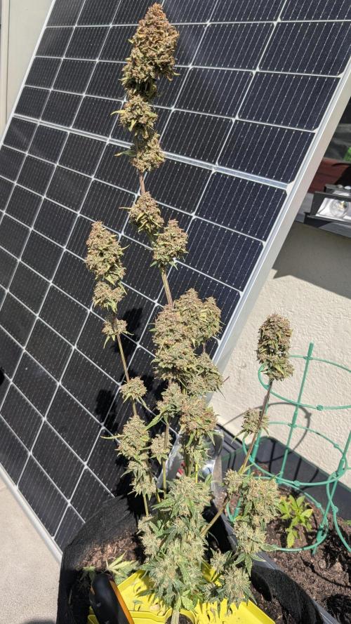 Guava RF3 auto. Week 9 - Guava RF3 auto
