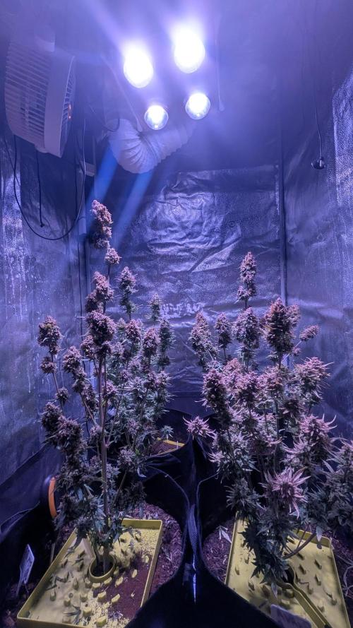 Fast Buds Auto Mix 2026. Week 8 - Fast Buds Auto Mix 2026 