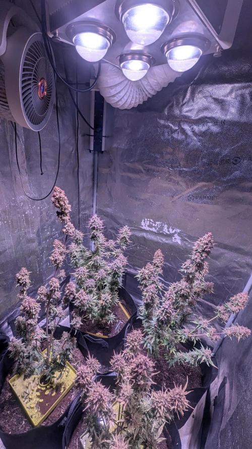 Fast Buds Auto Mix 2026. Week 8 - Fast Buds Auto Mix 2026 