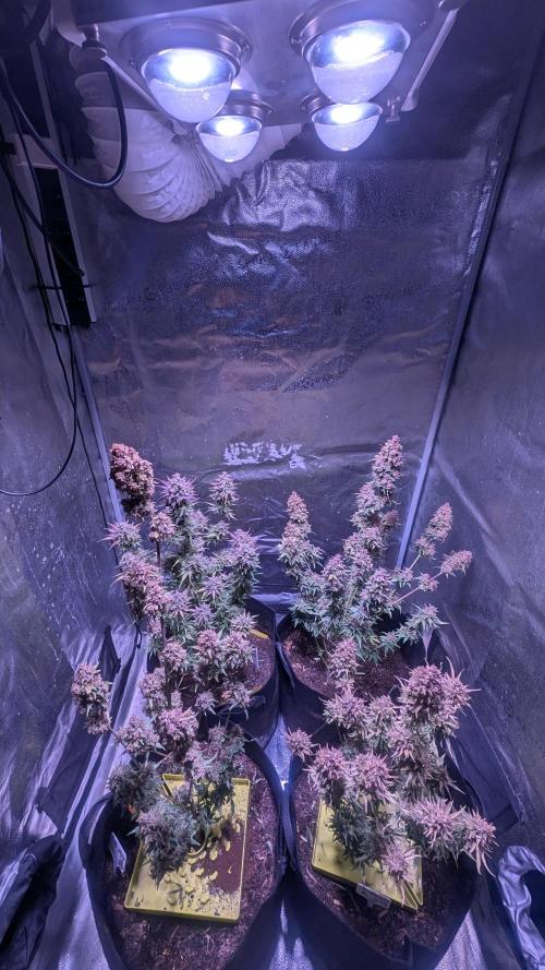 Fast Buds Auto Mix 2026. Week 8 - Fast Buds Auto Mix 2026 