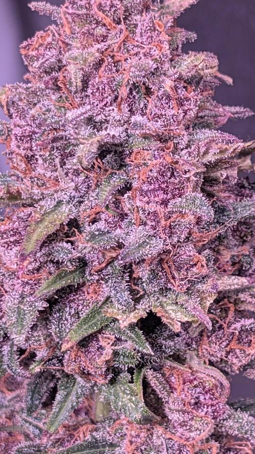 Fast Buds Auto Mix 2026. Week 8 - Fast Buds Auto Mix 2026 