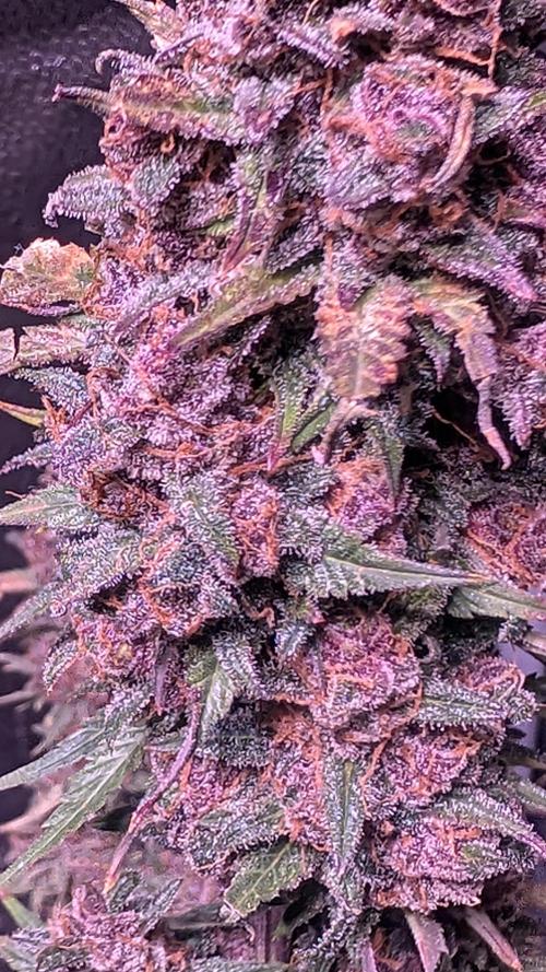 Fast Buds Auto Mix 2026. Week 8 - Fast Buds Auto Mix 2026 