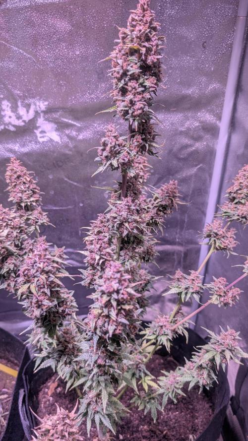 Fast Buds Auto Mix 2026. Week 8 - Fast Buds Auto Mix 2026 