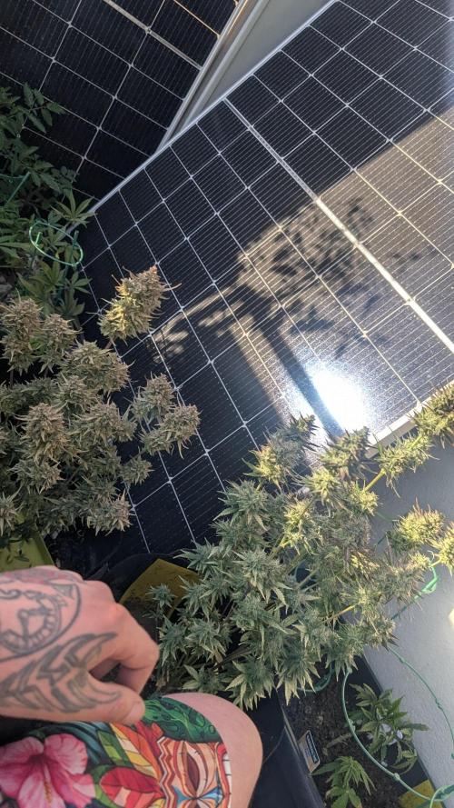 Fast Buds Auto Mix 2026. Week 8 - Fast Buds Auto Mix 2026 