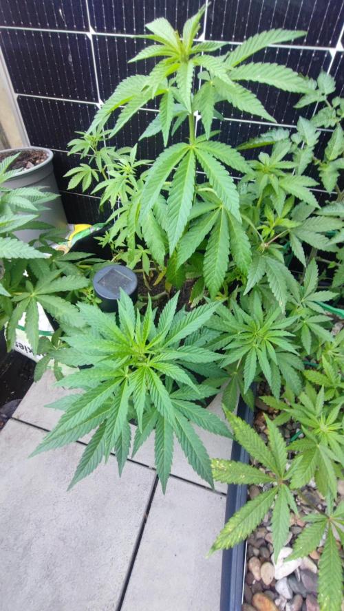 NoName - outdoor Growing FastBuds 2026. Week 5 - NoName - outdoor Growing FastBuds 2026