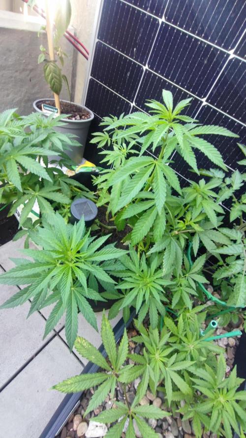 NoName - outdoor Growing FastBuds 2026. Week 5 - NoName - outdoor Growing FastBuds 2026