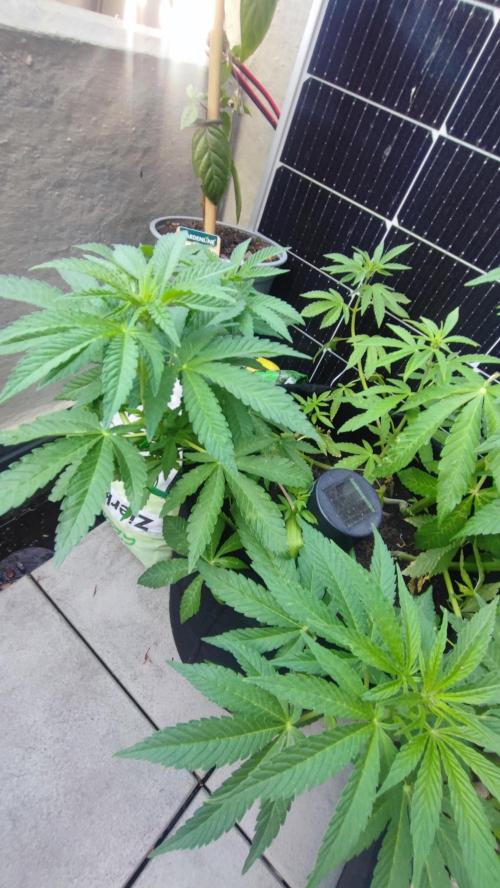 NoName - outdoor Growing FastBuds 2026. Week 5 - NoName - outdoor Growing FastBuds 2026