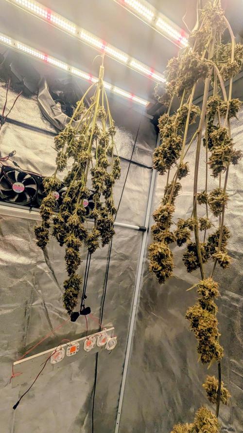 Guava RF3 auto. Week 10