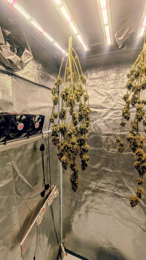 Guava RF3 auto. Week 10
