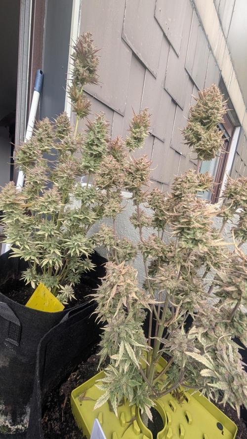 Guava RF3 auto. Week 10