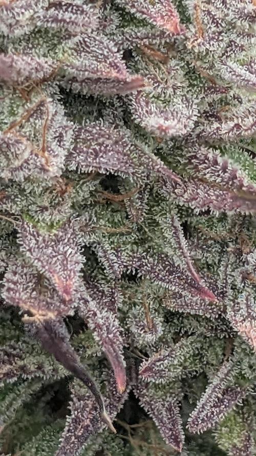 Guava RF3 auto. Week 10