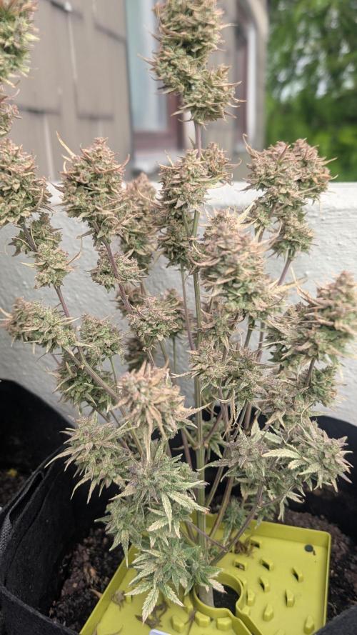 Guava RF3 auto. Week 10
