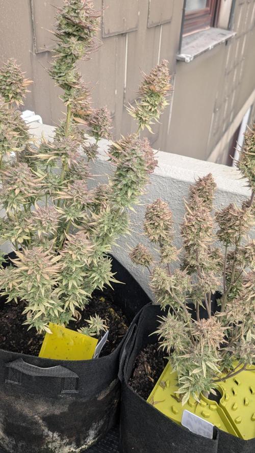 Guava RF3 auto. Week 10