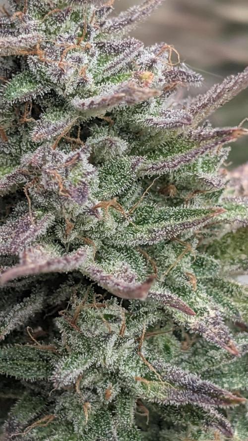 Guava RF3 auto. Week 10