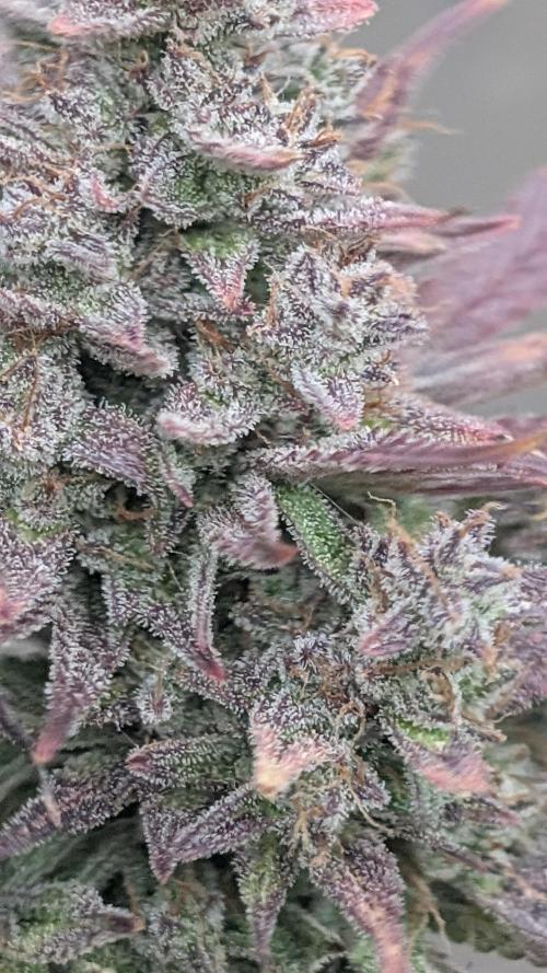 Fast Buds Auto Mix 2026. Week 9 - Fast Buds Auto Mix 2026 