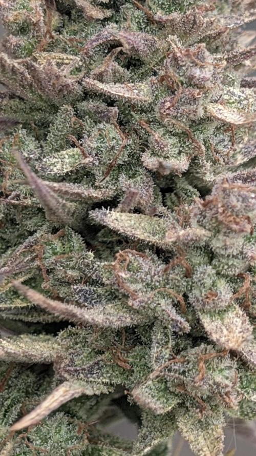 Fast Buds Auto Mix 2026. Week 9