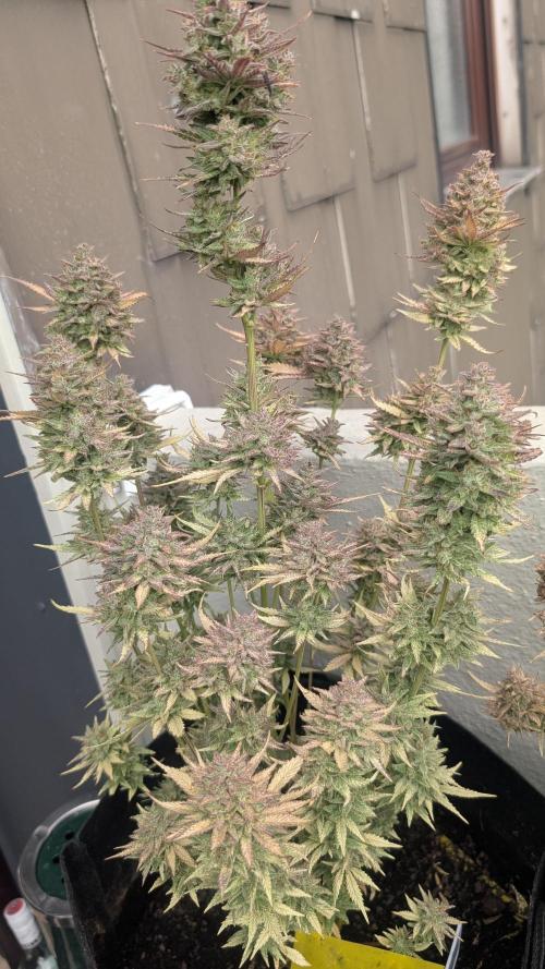 Fast Buds Auto Mix 2026. Week 9