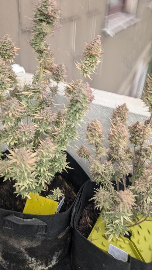 Fast Buds Auto Mix 2026. Week 9