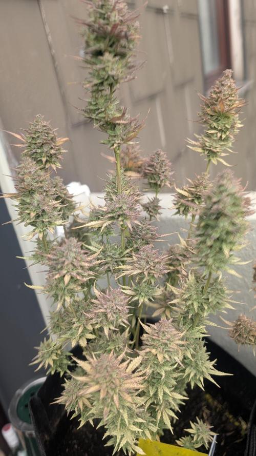 Fast Buds Auto Mix 2026. Week 9
