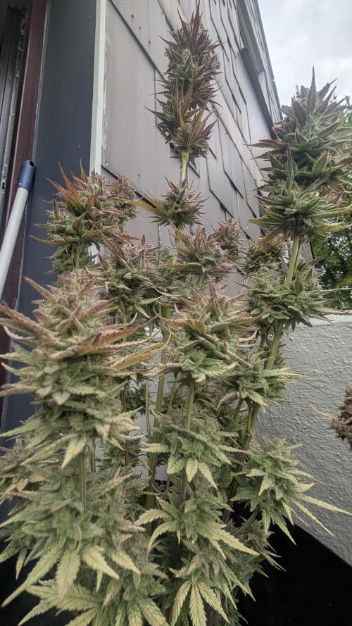 Fast Buds Auto Mix 2026. Week 9