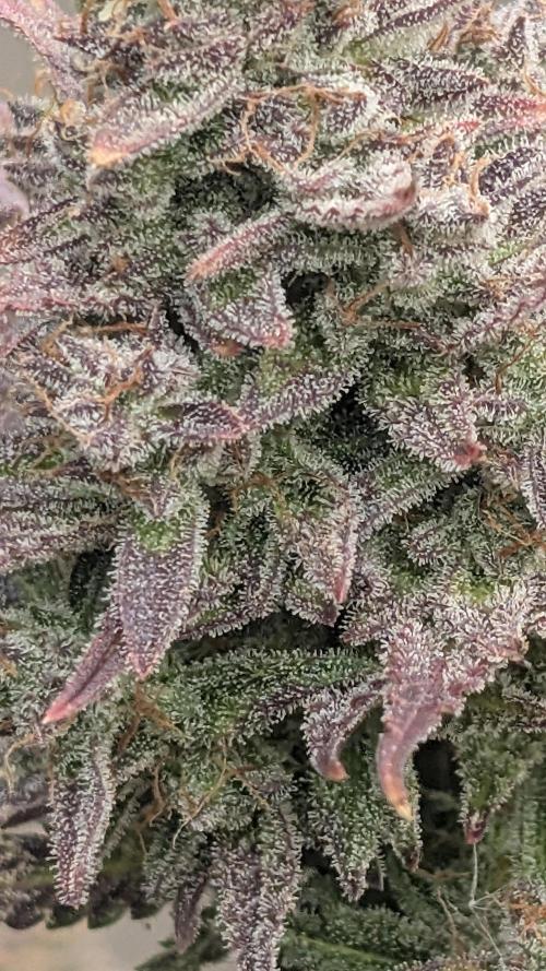 Fast Buds Auto Mix 2026. Week 9