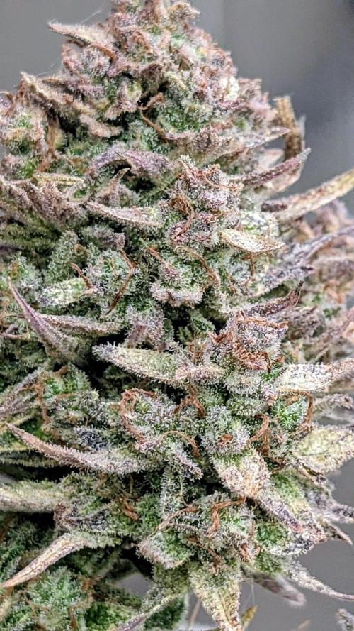 Fast Buds Auto Mix 2026. Week 9