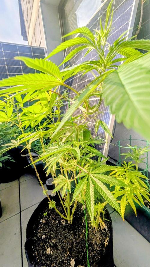 FastBuds Auto Mix 2026. Week 8 - FastBuds Auto Mix 2026
