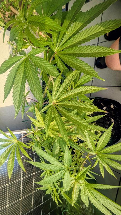 FastBuds Auto Mix 2026. Week 8 - FastBuds Auto Mix 2026