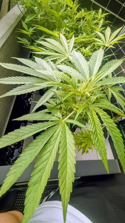 FastBuds Auto Mix 2026. Week 8 - FastBuds Auto Mix 2026