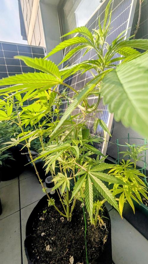 FastBuds Auto Mix 2026. Week 8