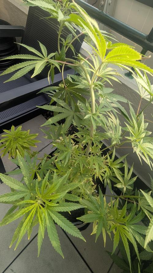 FastBuds Auto Mix 2026. Week 8