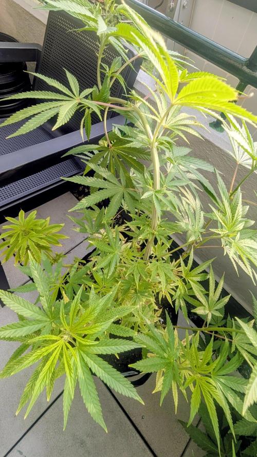 FastBuds Auto Mix 2026. Week 8
