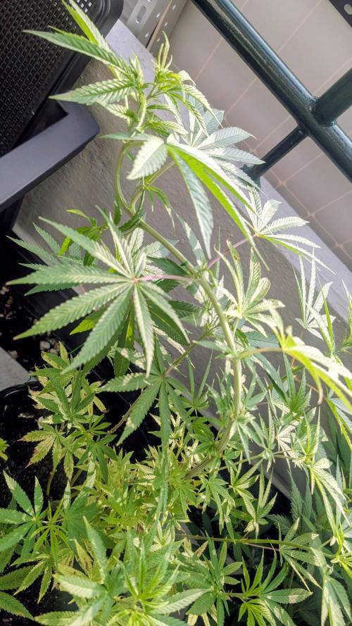 FastBuds Auto Mix 2026. Week 8