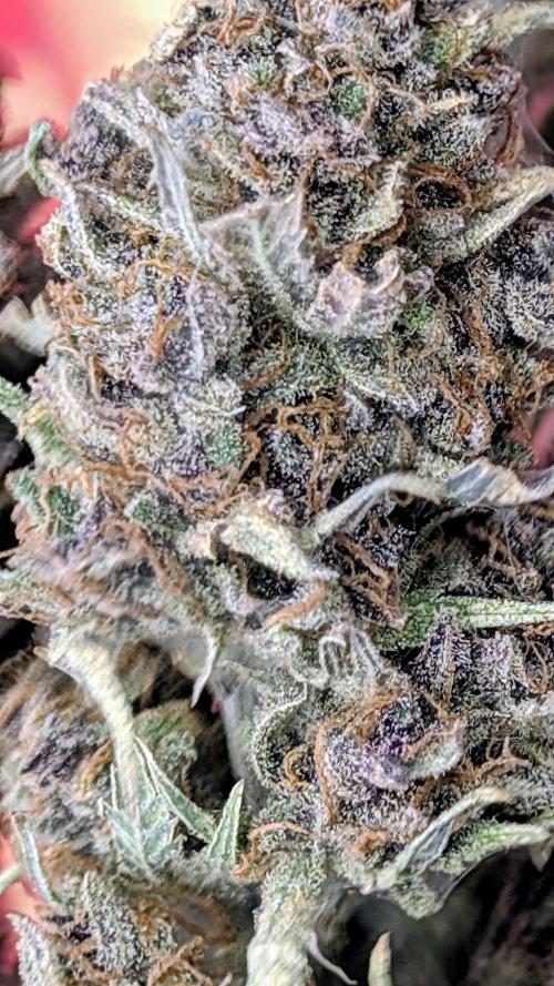 Guava RF3 auto. Week 11 - Guava RF3 auto