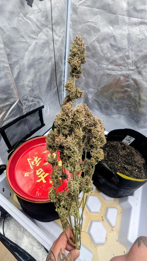Guava RF3 auto. Week 11 - Guava RF3 auto