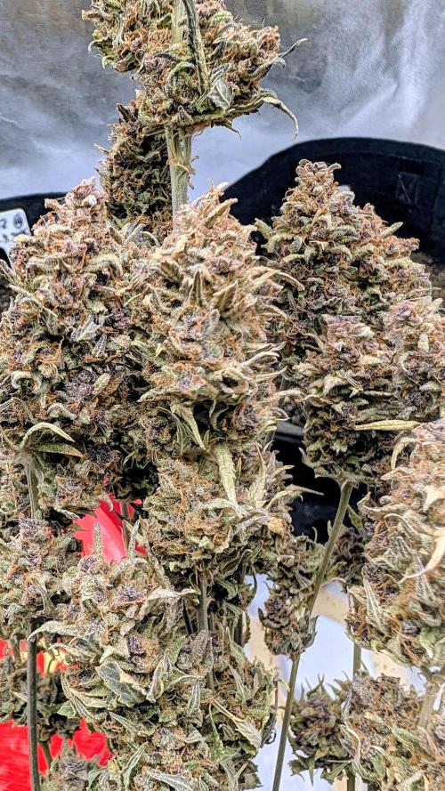 Guava RF3 auto. Week 11 - Guava RF3 auto