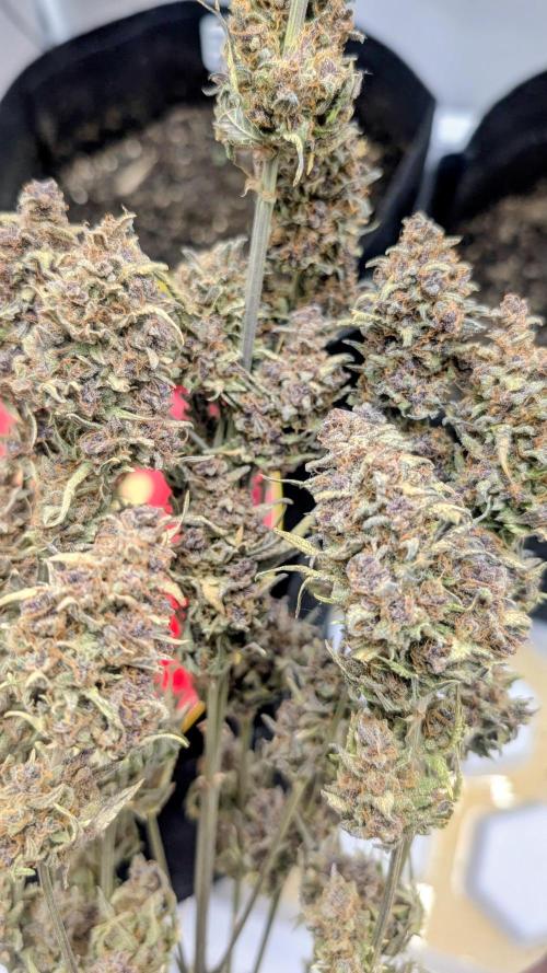 Guava RF3 auto. Week 11 - Guava RF3 auto