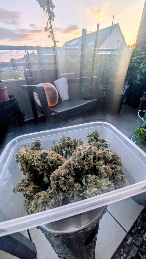 Guava RF3 auto. Week 11 - Guava RF3 auto