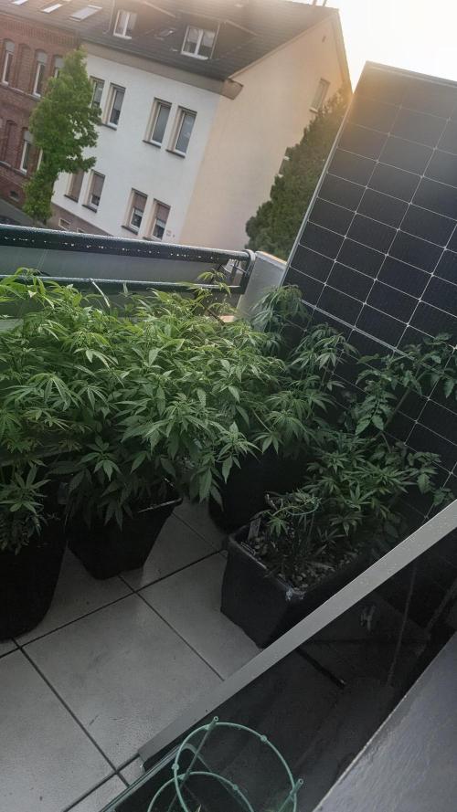 Guava RF3 auto. Week 11