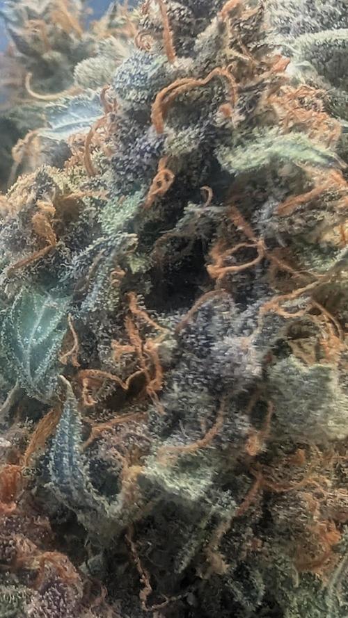 Guava Auto RF3. Week 11